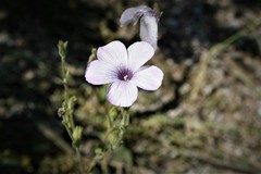 Linum hirsutum
