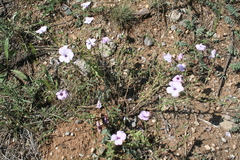 Linum hirsutum