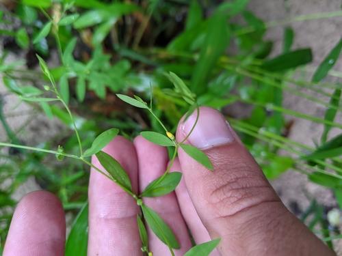 Image of Ridged Yellow Flax (Linum striatum) by (c) Nathan Aaron, some rights reserved (CC BY)