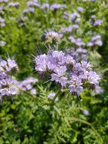 Lacy phacelia