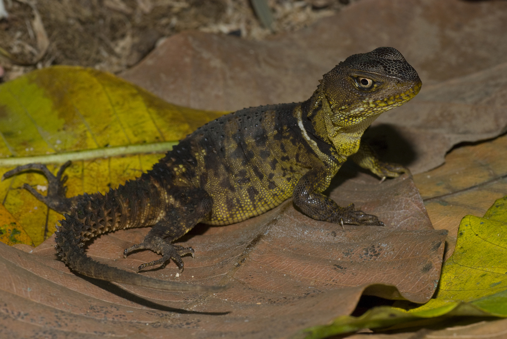 Dunn's Spinytail Iguana