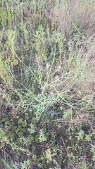 Saposhnikovia divaricata