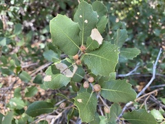 Quercus wislizeni wislizeni