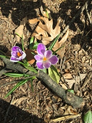 Crocus vernus