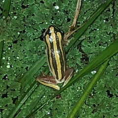 Hyperolius marmoratus taeniatus