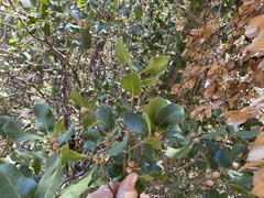 Quercus wislizeni wislizeni