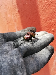 Phanaeus palliatus