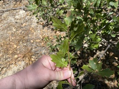 Quercus wislizeni wislizeni