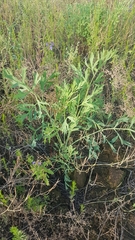 Saposhnikovia divaricata