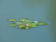 Paracercion v-nigrum