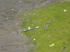 Paracercion hieroglyphicum