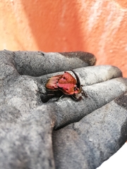 Phanaeus palliatus