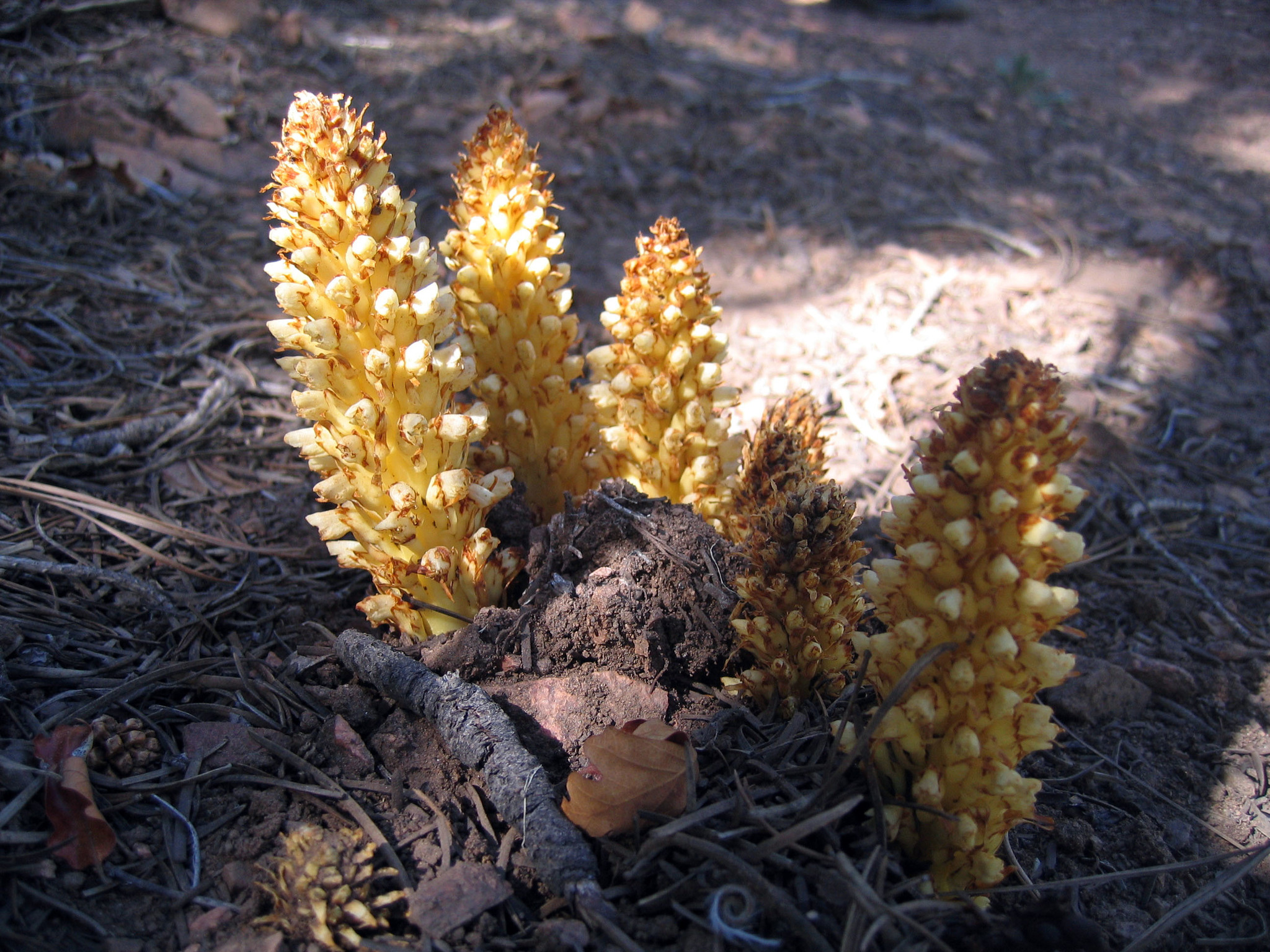 Conopholis