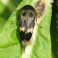Glipa oculata