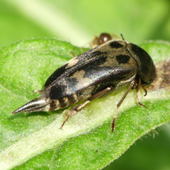 Glipa oculata