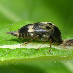 Glipa oculata
