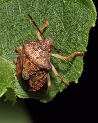 Dendrocoris humeralis