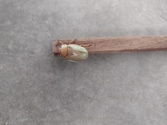 Pelidnota strigosa