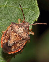 Dendrocoris humeralis