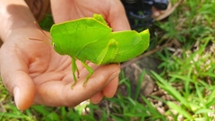 Teratodes monticollis
