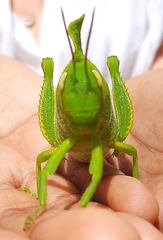 Teratodes monticollis