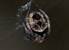 Poltys illepidus