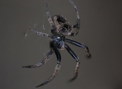 Poltys illepidus