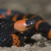 Many-banded Coralsnake - Photo (c) Josh Vandermeulen, some rights reserved (CC BY-NC-ND), uploaded by Josh Vandermeulen