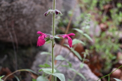 Salvia angustiarum