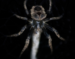 Poltys illepidus