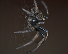Poltys illepidus