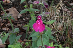 Salvia angustiarum
