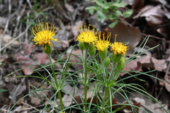 Sinclairia angustissima