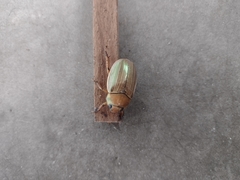 Pelidnota strigosa