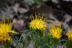 Sinclairia angustissima