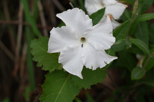 Image of Mandevilla hypoleuca by (c) Dante S. Figueroa, some rights reserved (CC BY-SA)