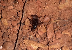 Itaropsis