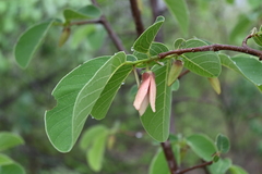 Annona longiflora