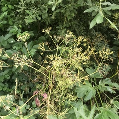 Heracleum sphondylium