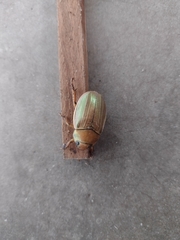 Pelidnota strigosa