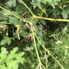 Heracleum sphondylium