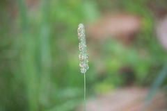 Phleum pratense nodosum