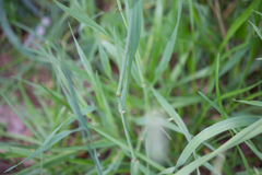 Phleum pratense nodosum