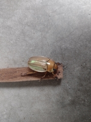 Pelidnota strigosa
