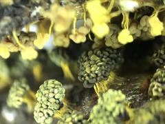 Physarum polycephalum