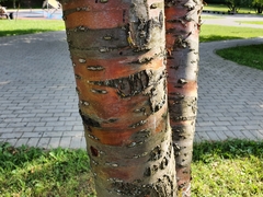 Prunus maackii