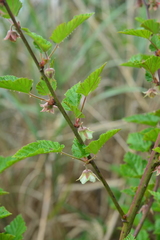Rubus taitoensis