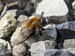 Merodon equestris