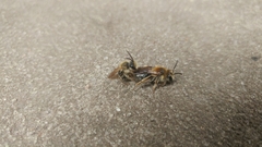 Andrena barbara