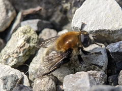 Merodon equestris